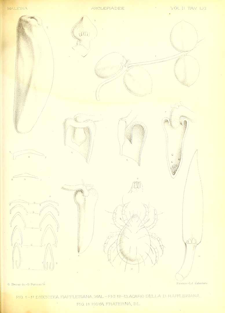 no HD illustration available (m1)