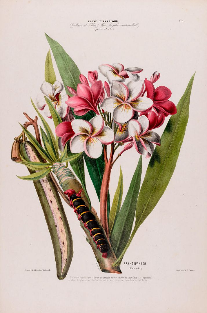no HD illustration available (m1)