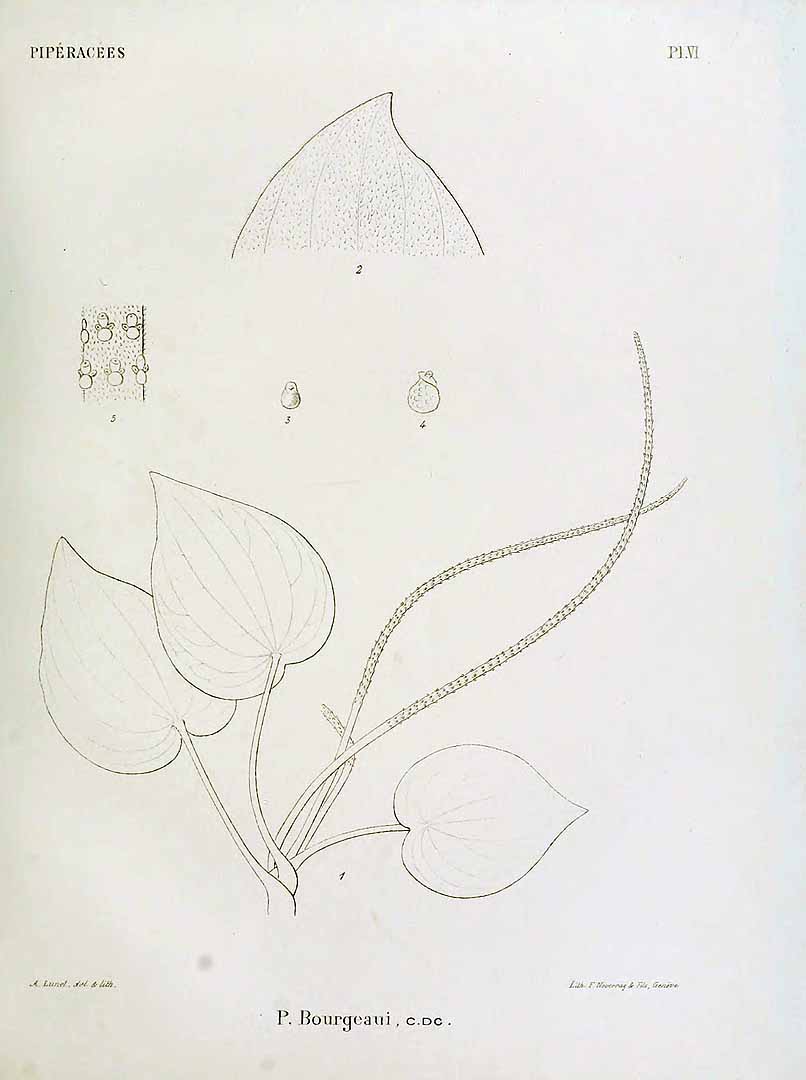 no HD illustration available (m1)