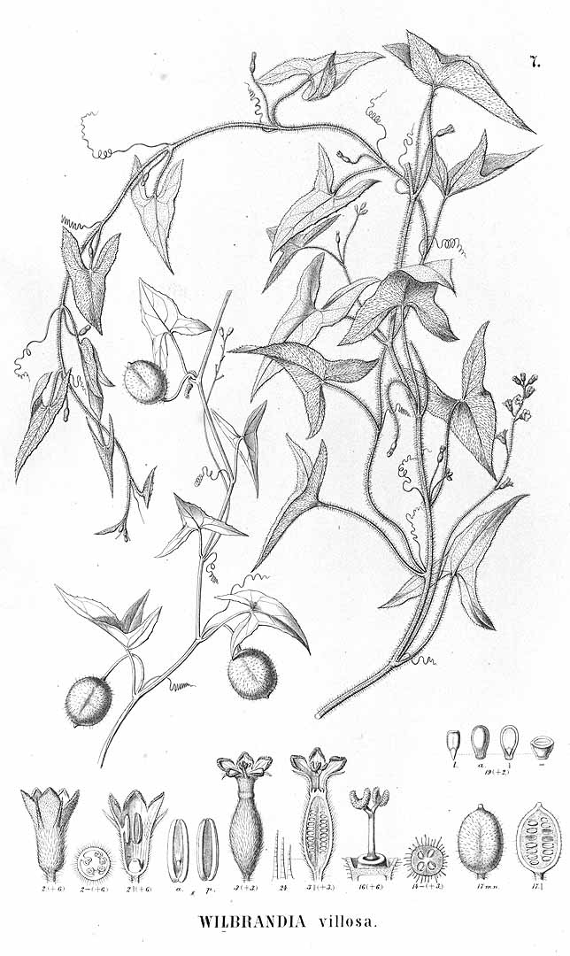 no HD illustration available (m1)