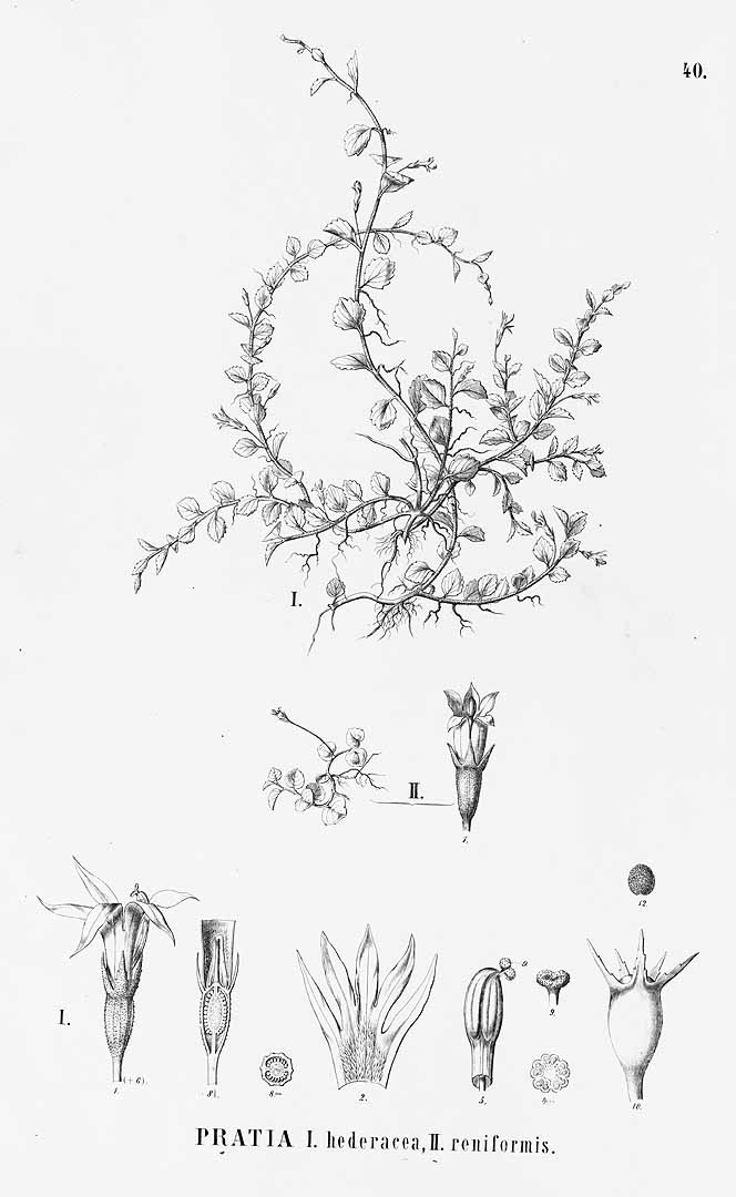 no HD illustration available (m1)