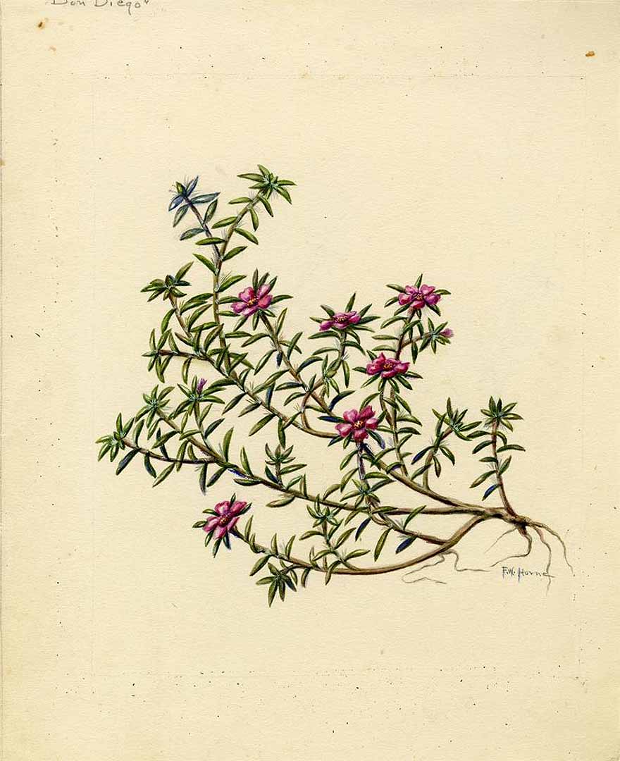 no HD illustration available (m1)
