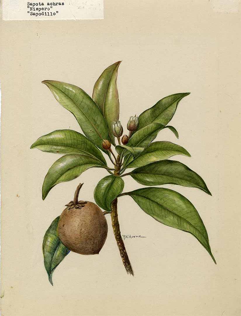 no HD illustration available (m1)