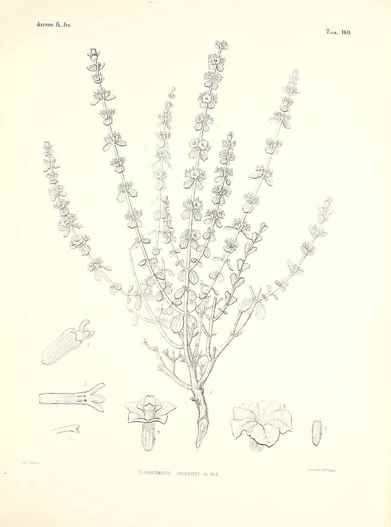 no HD illustration available (m3)