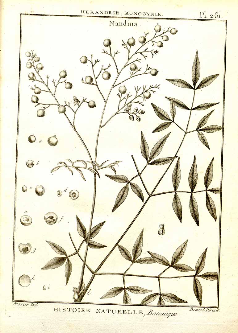 no HD illustration available (m1)
