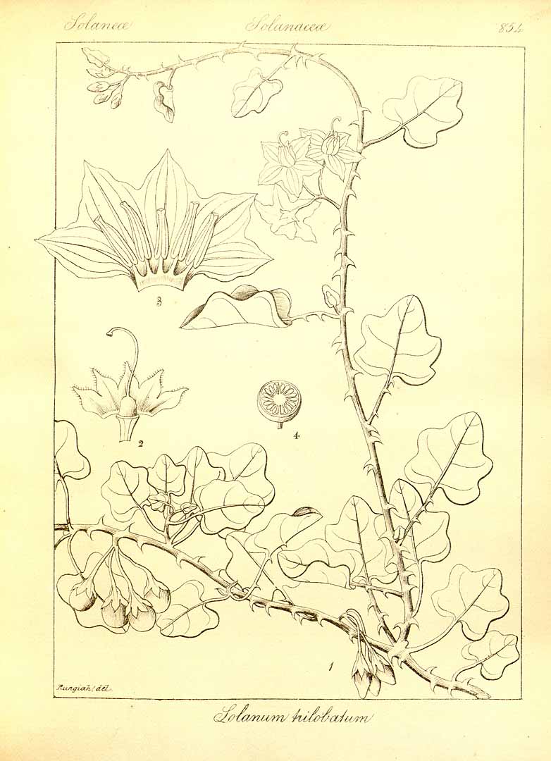 no HD illustration available (m1)