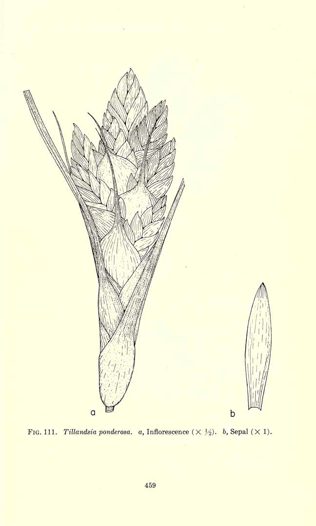 no HD illustration available (m1)
