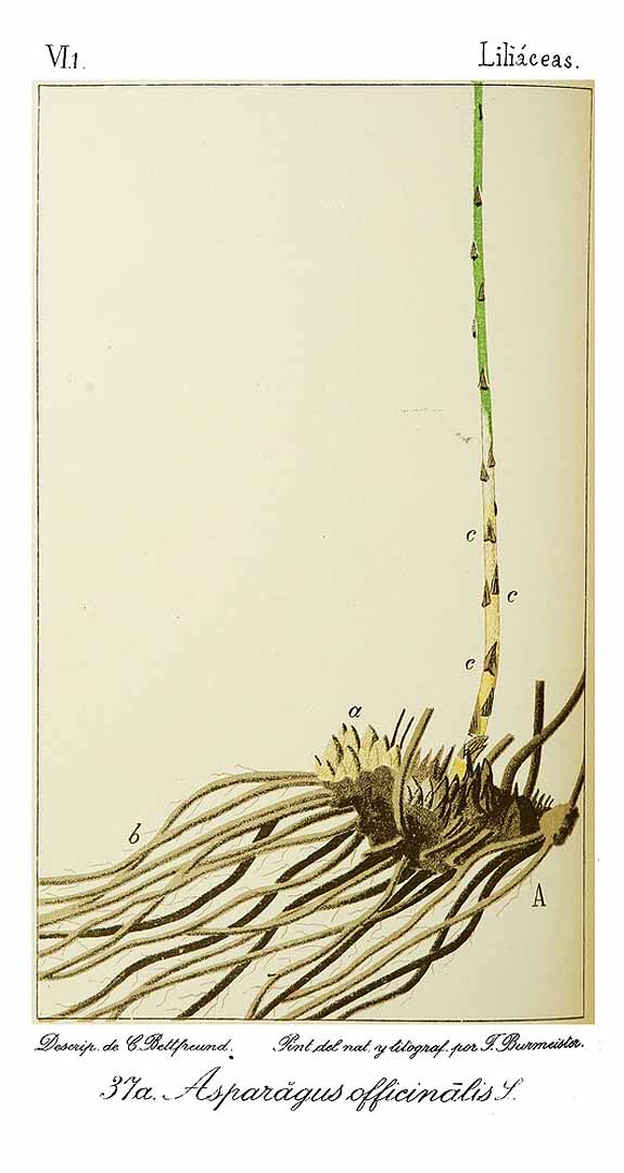 no HD illustration available (m1)