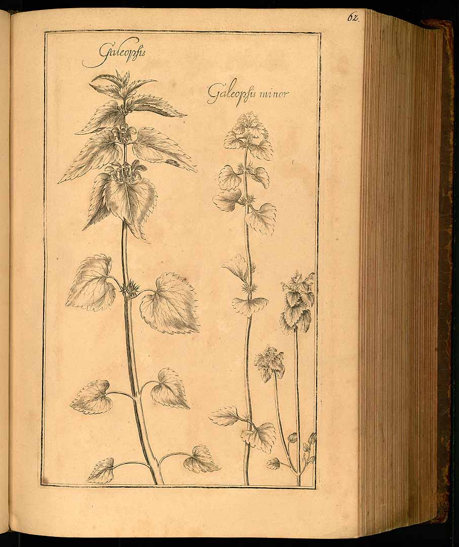 no HD illustration available (m1)