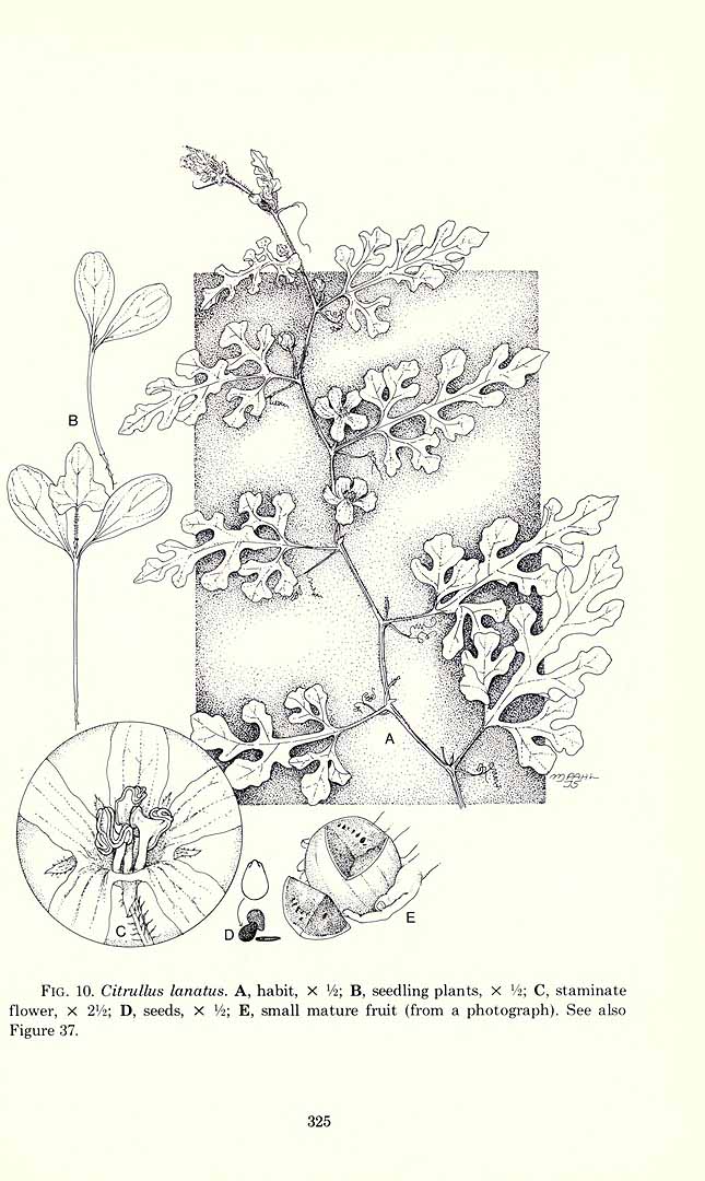 no HD illustration available (m1)