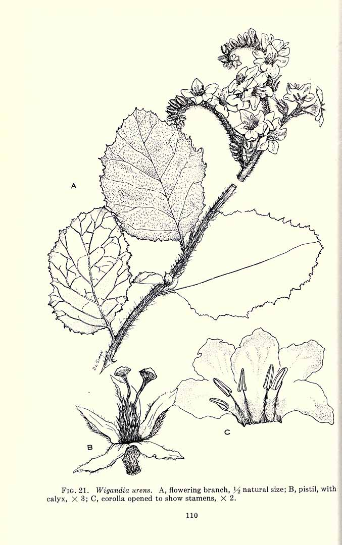 no HD illustration available (m1)