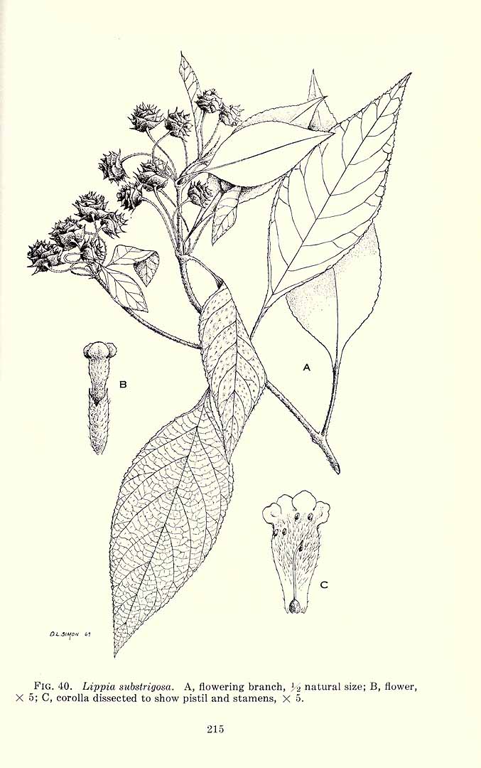 no HD illustration available (m3)