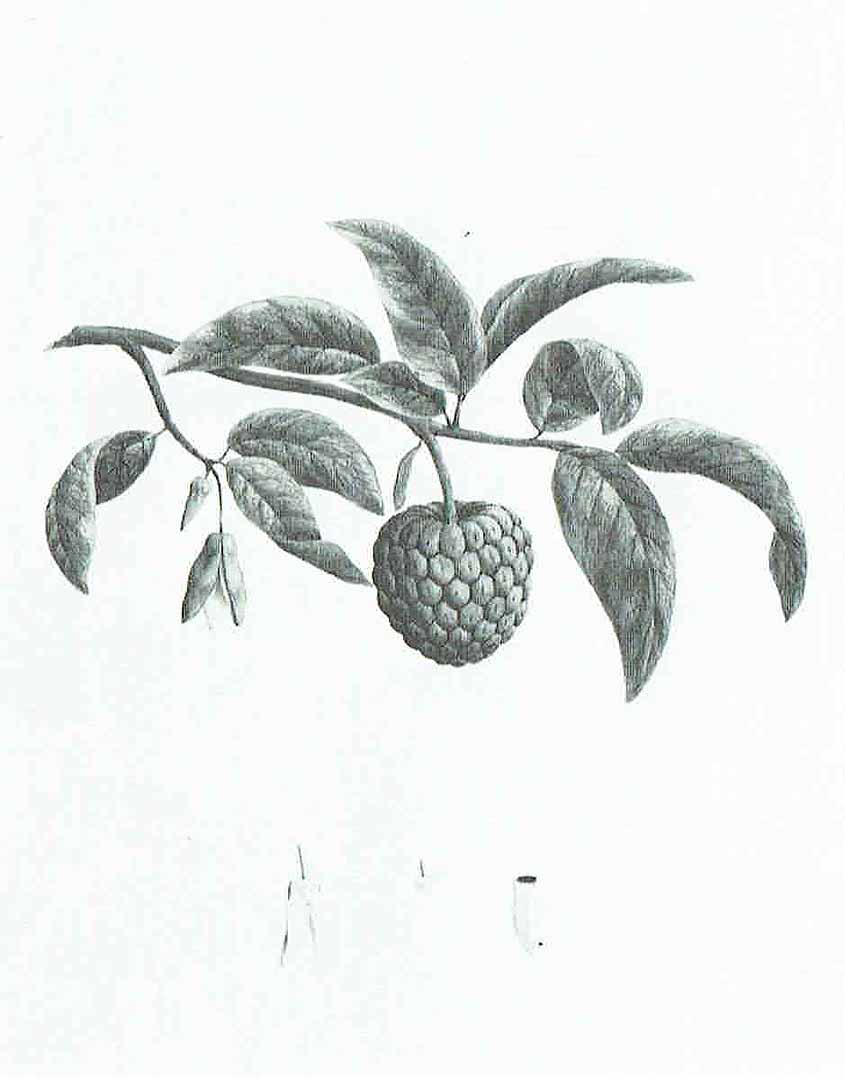 no HD illustration available (m1)