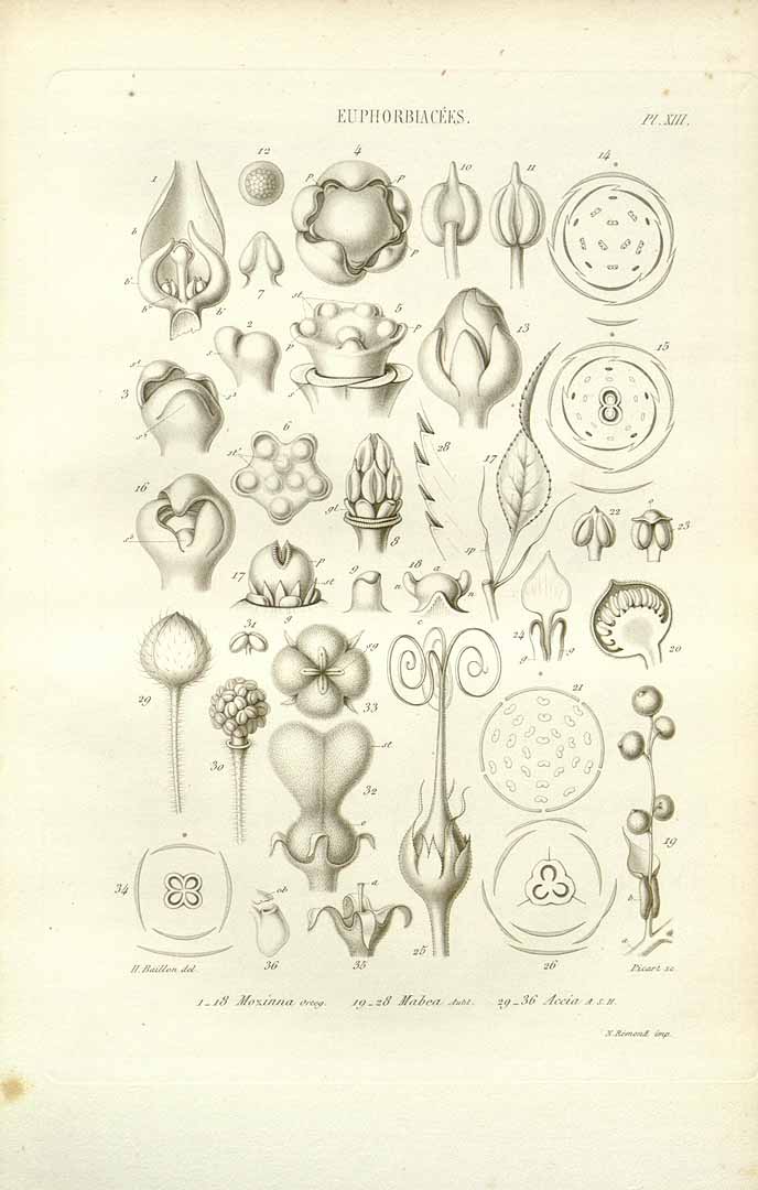 no HD illustration available (m1)