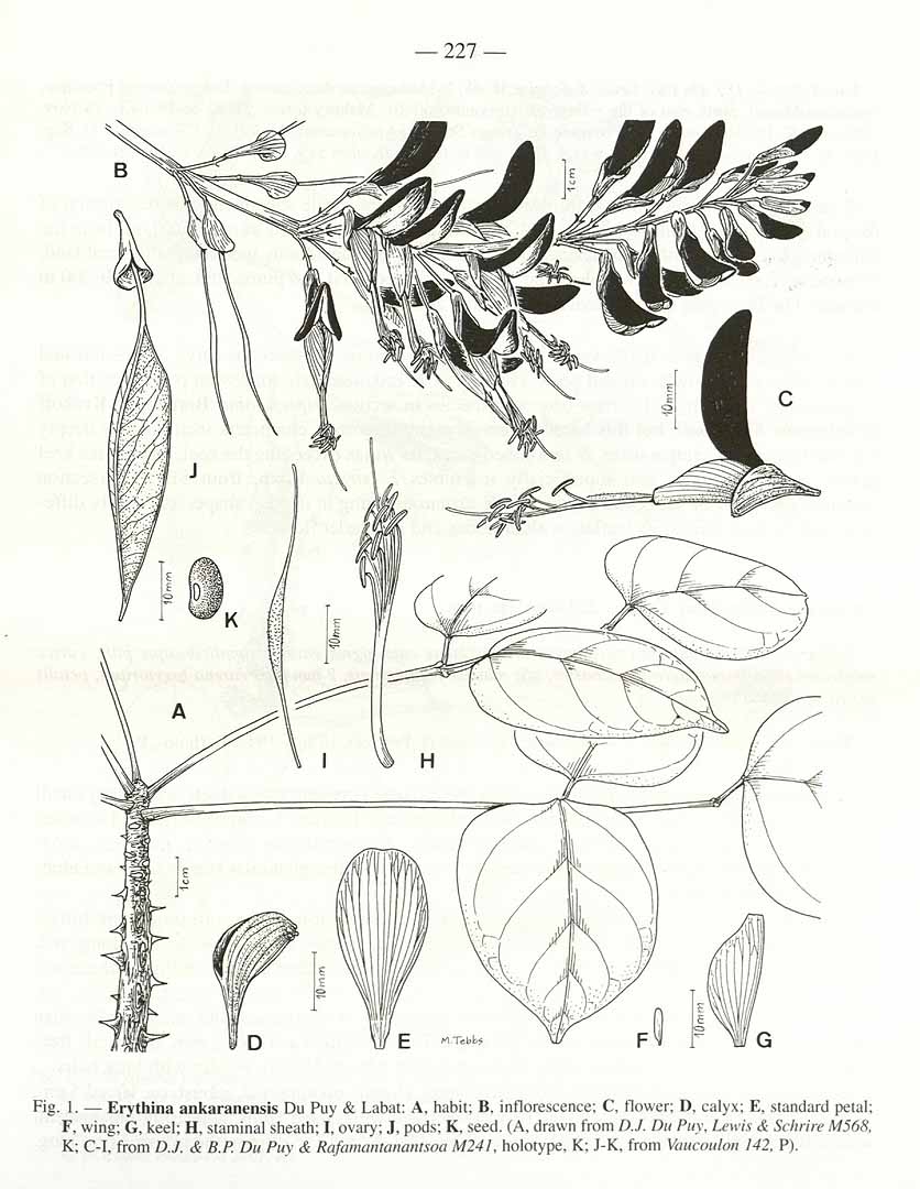 no HD illustration available (m1)