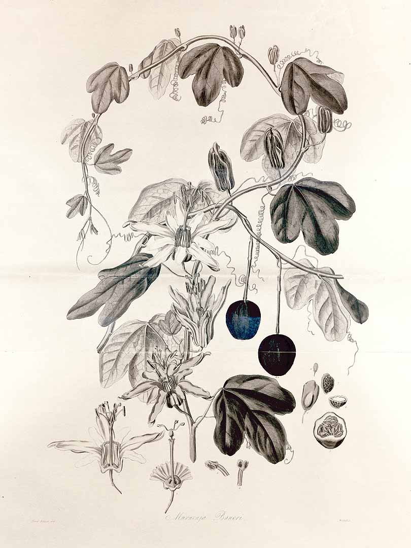no HD illustration available (m3)