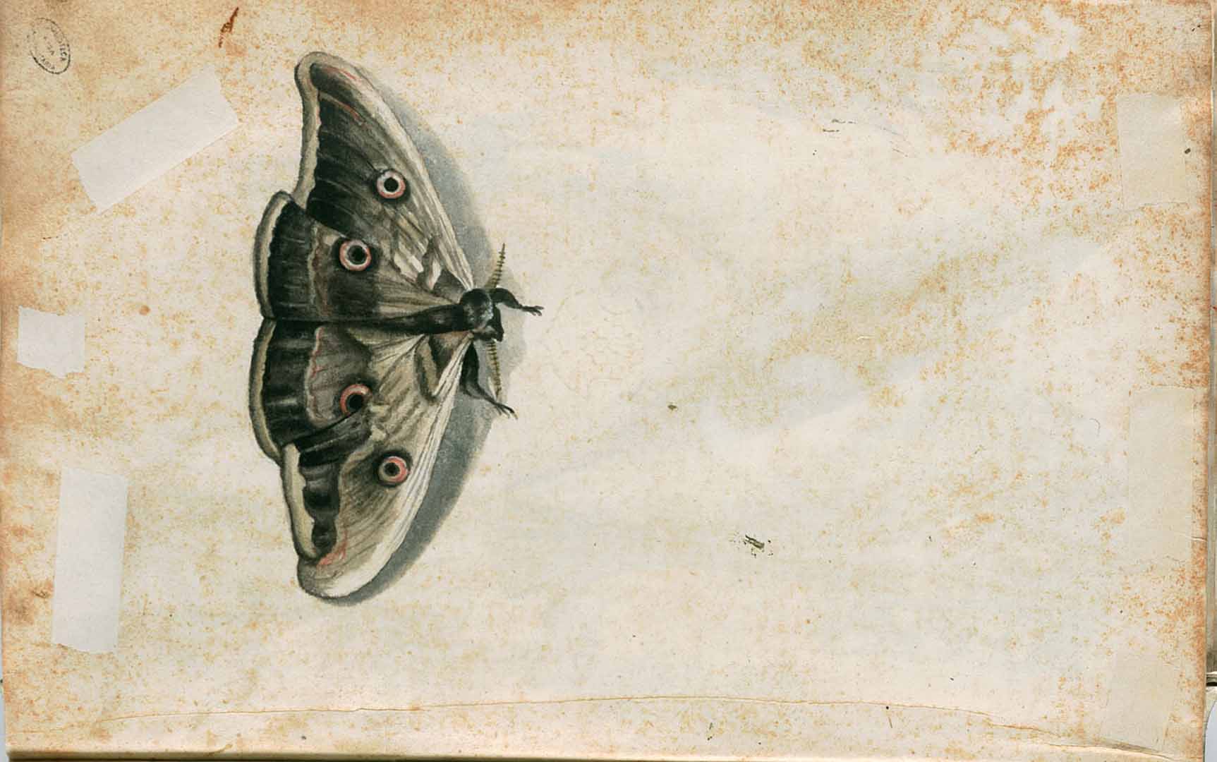 no HD illustration available (m5)