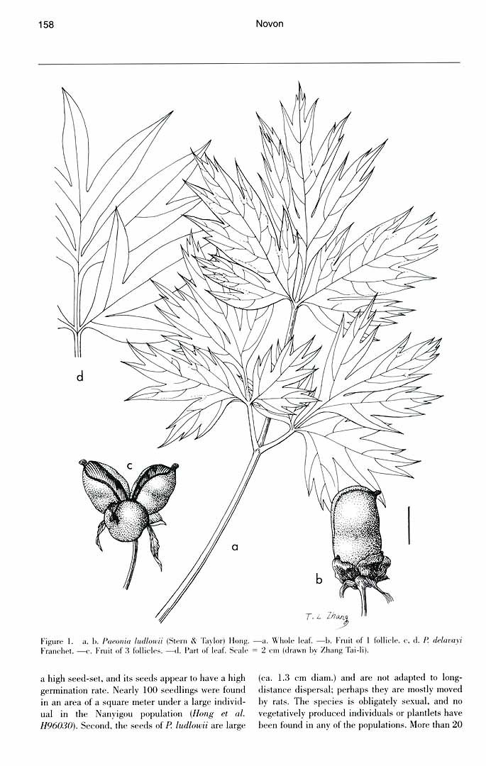 no HD illustration available (m3)