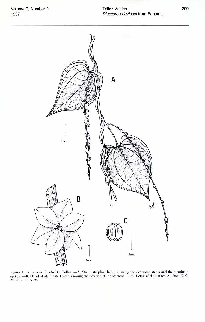 no HD illustration available (m1)