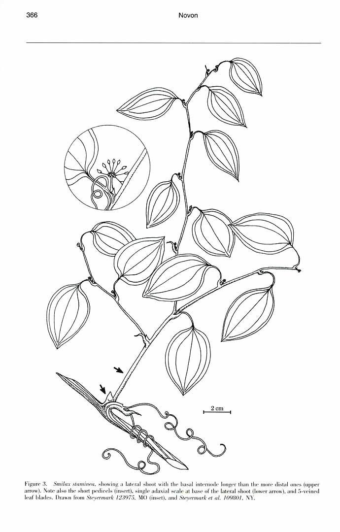 no HD illustration available (m1)