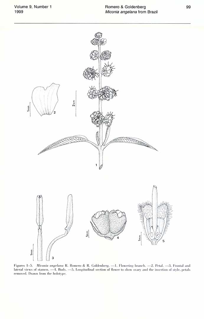 no HD illustration available (m1)