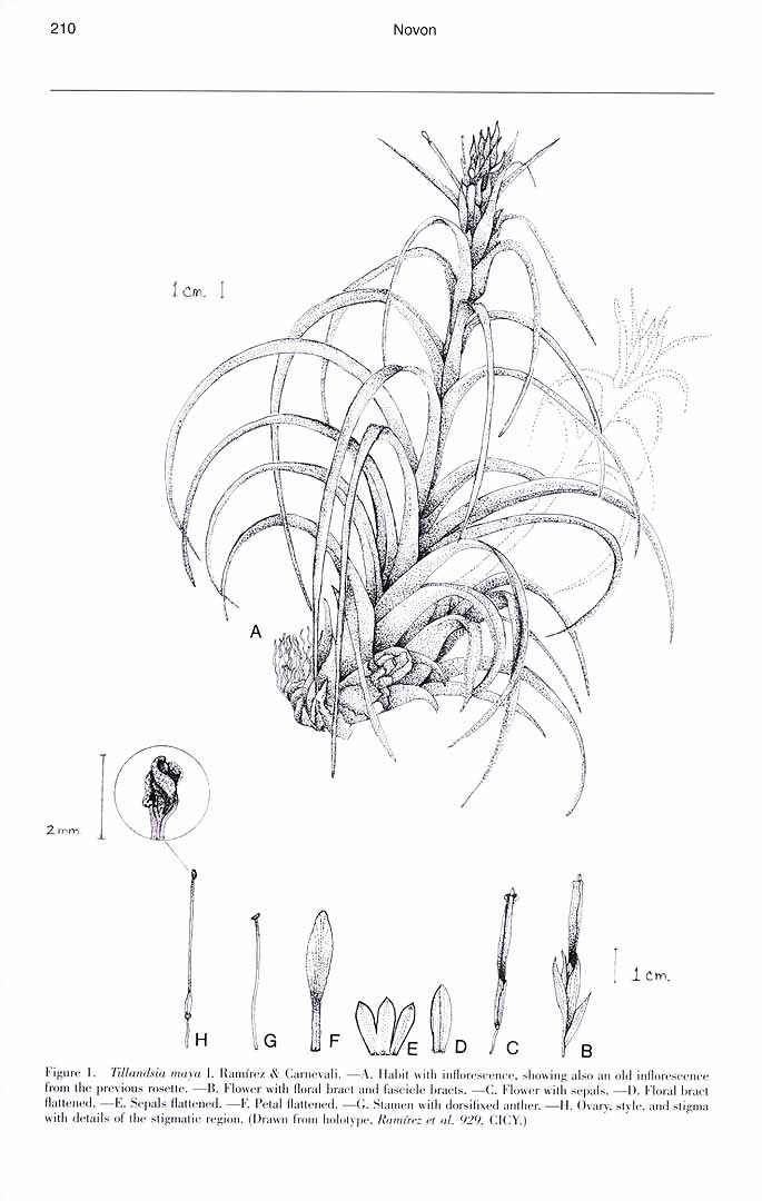 no HD illustration available (m1)