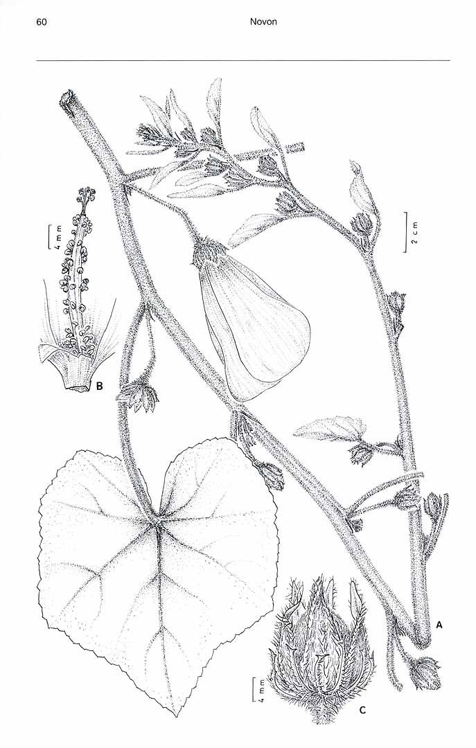 no HD illustration available (m3)
