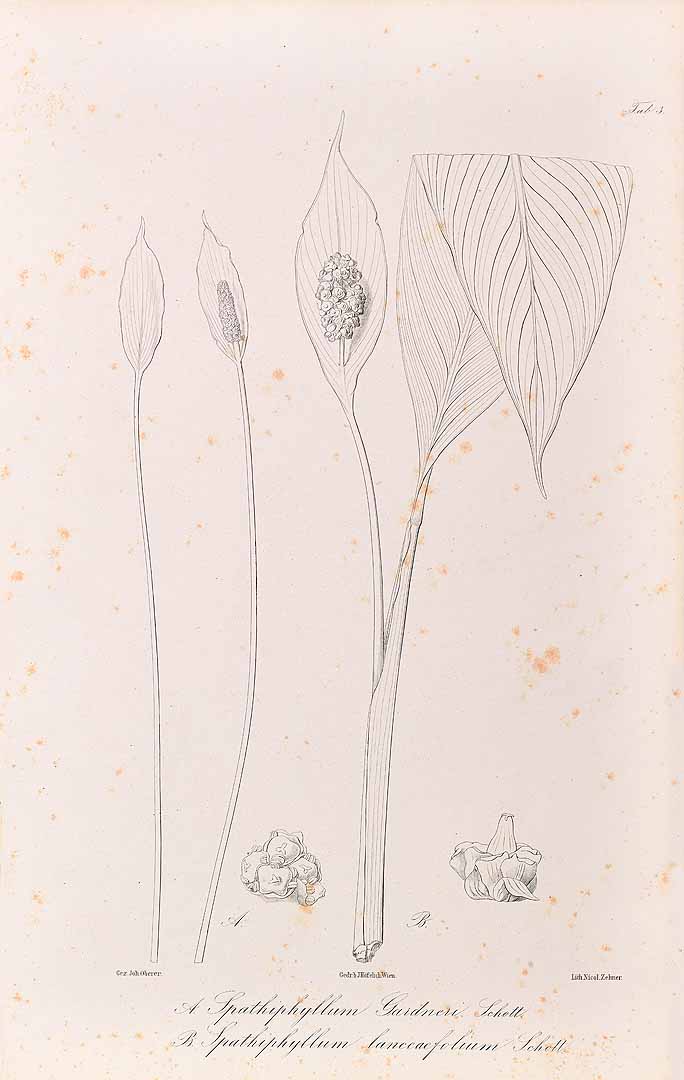 no HD illustration available (m5)