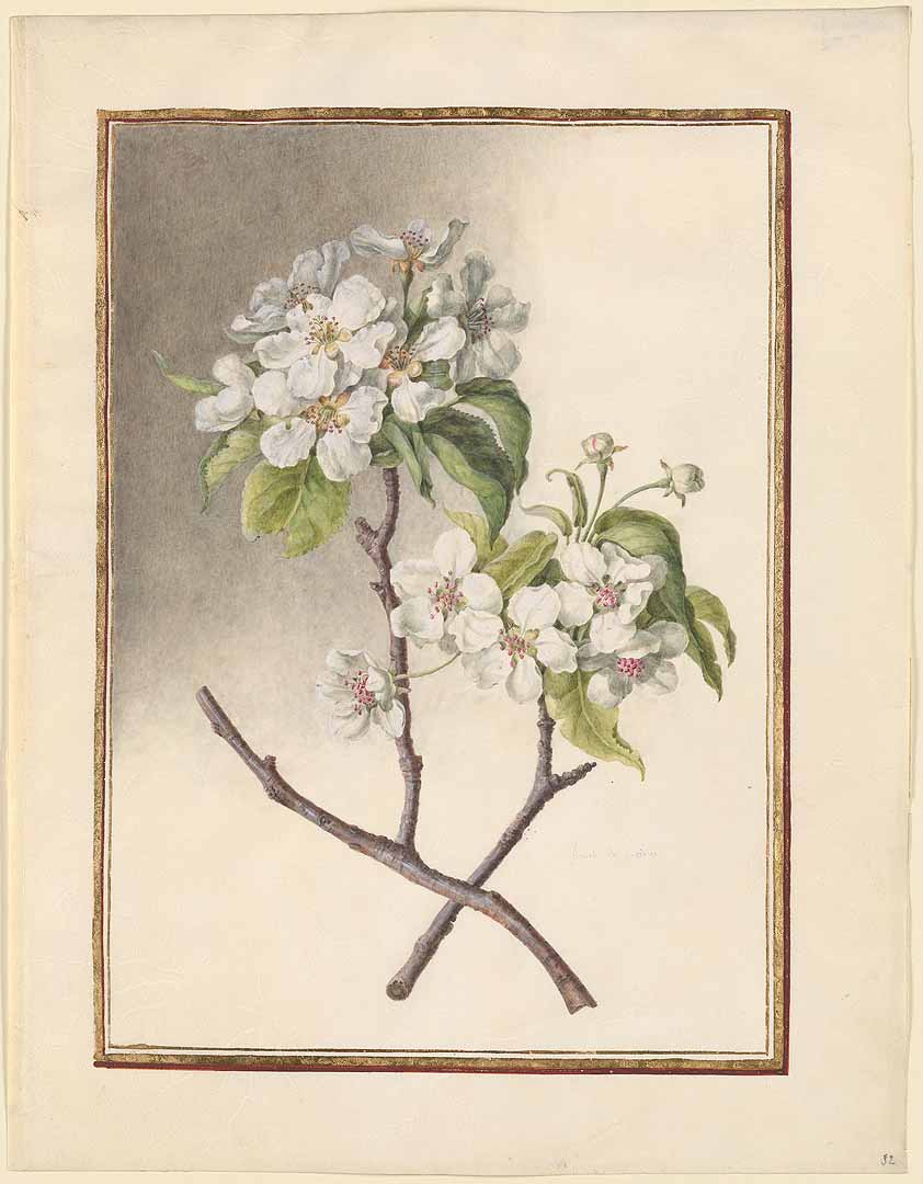 no HD illustration available (m1)