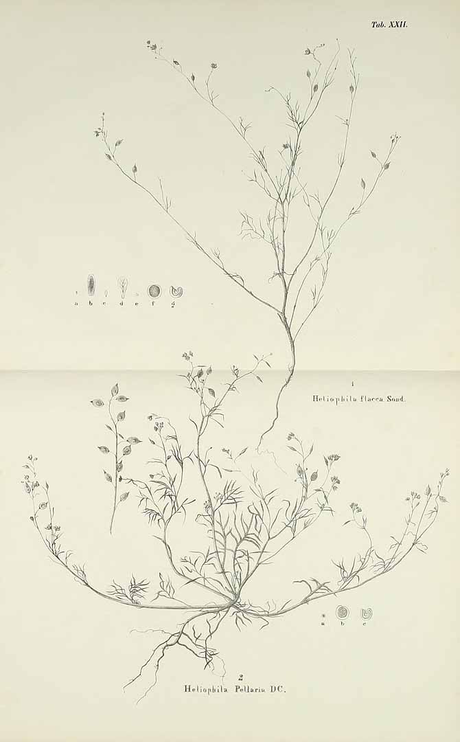 no HD illustration available (m1)