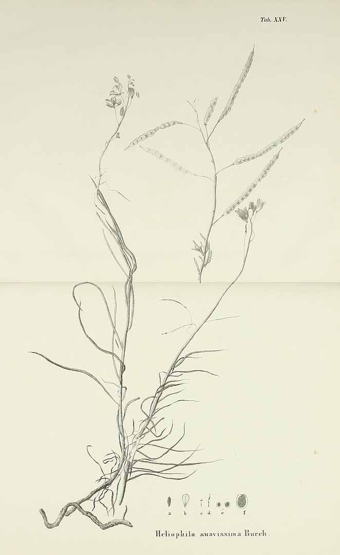 no HD illustration available (m1)