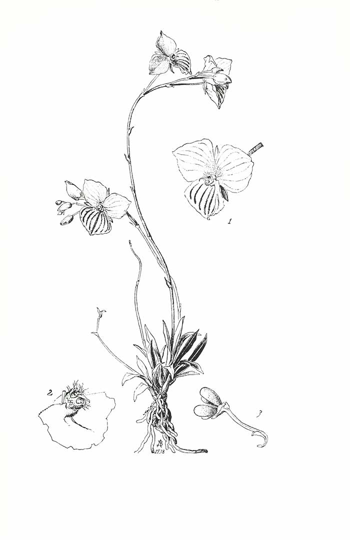 no HD illustration available (m3)