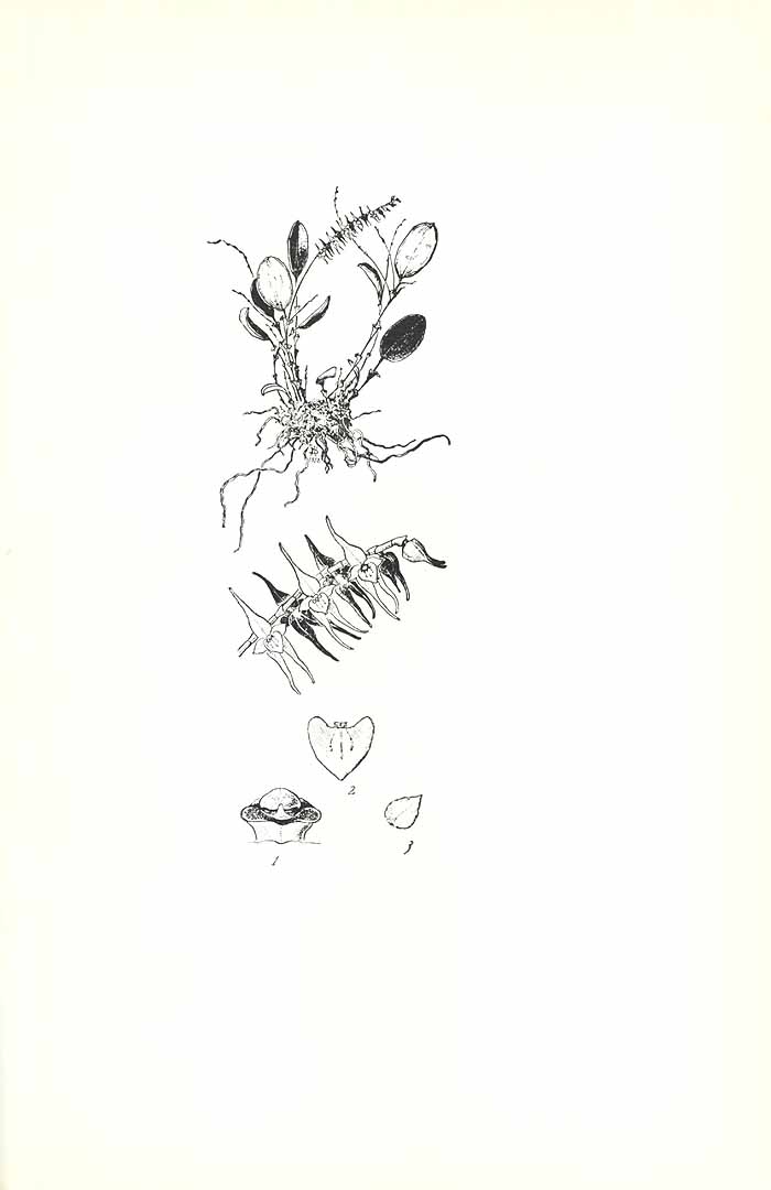 no HD illustration available (m1)