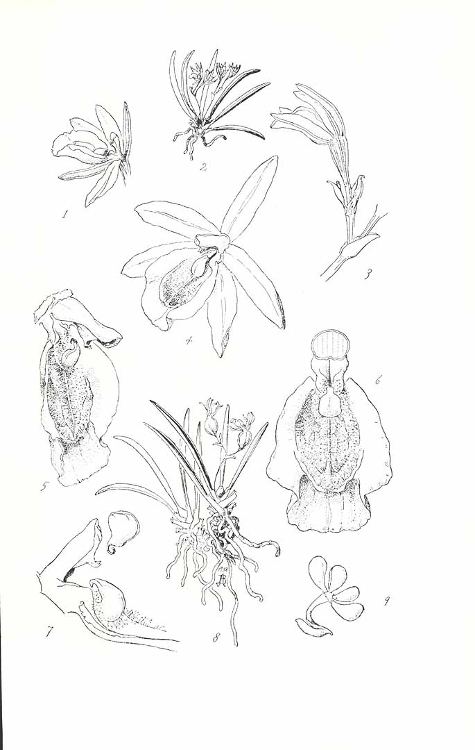 no HD illustration available (m1)