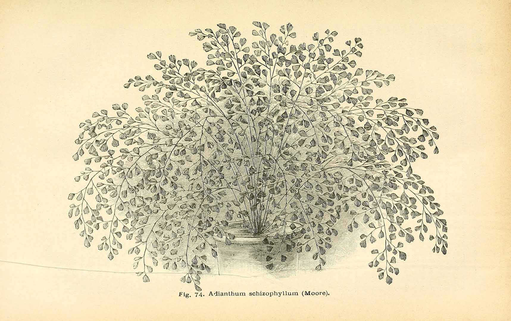 no HD illustration available (m5)