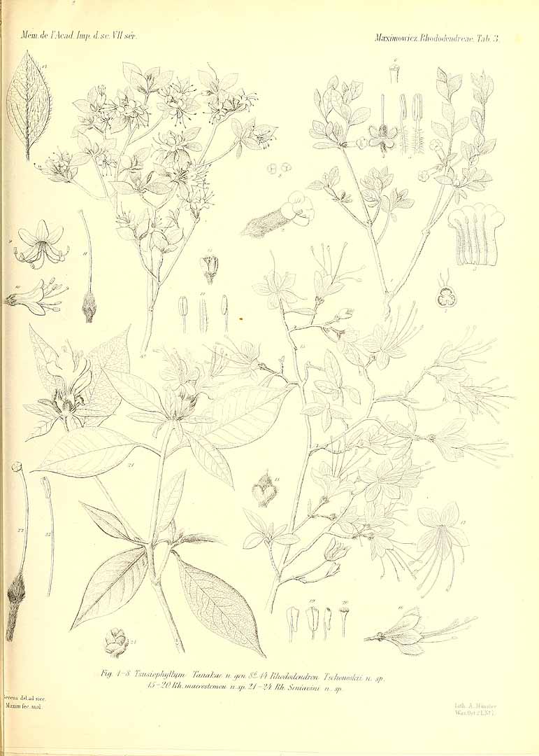 no HD illustration available (m1)