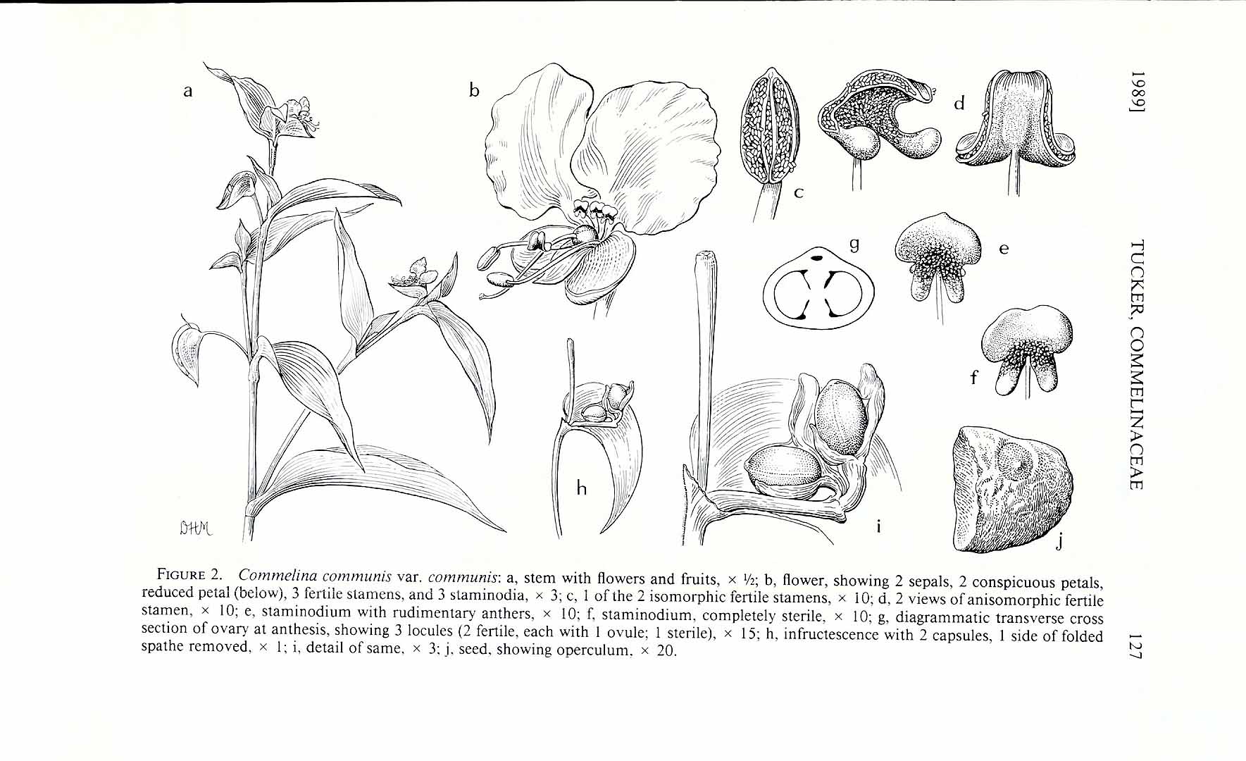 no HD illustration available (m2)