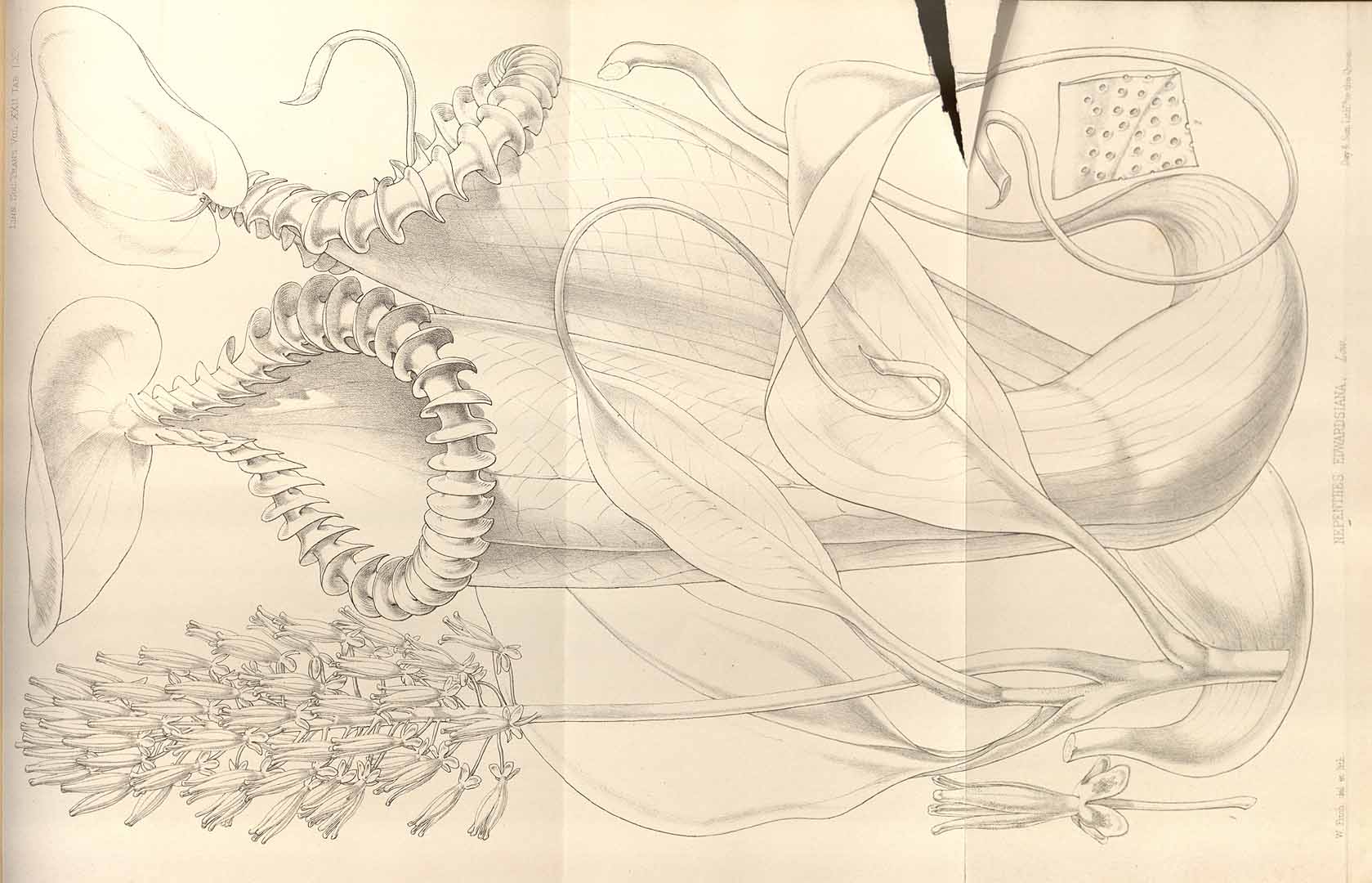 no HD illustration available (m5)