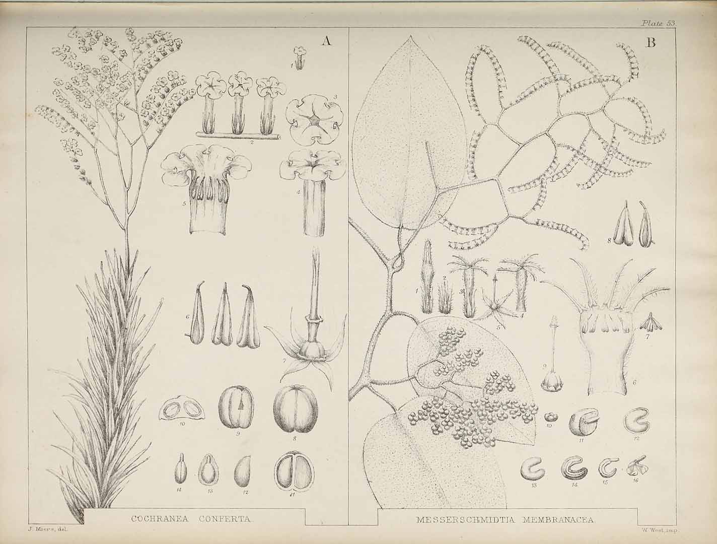 no HD illustration available (m5)