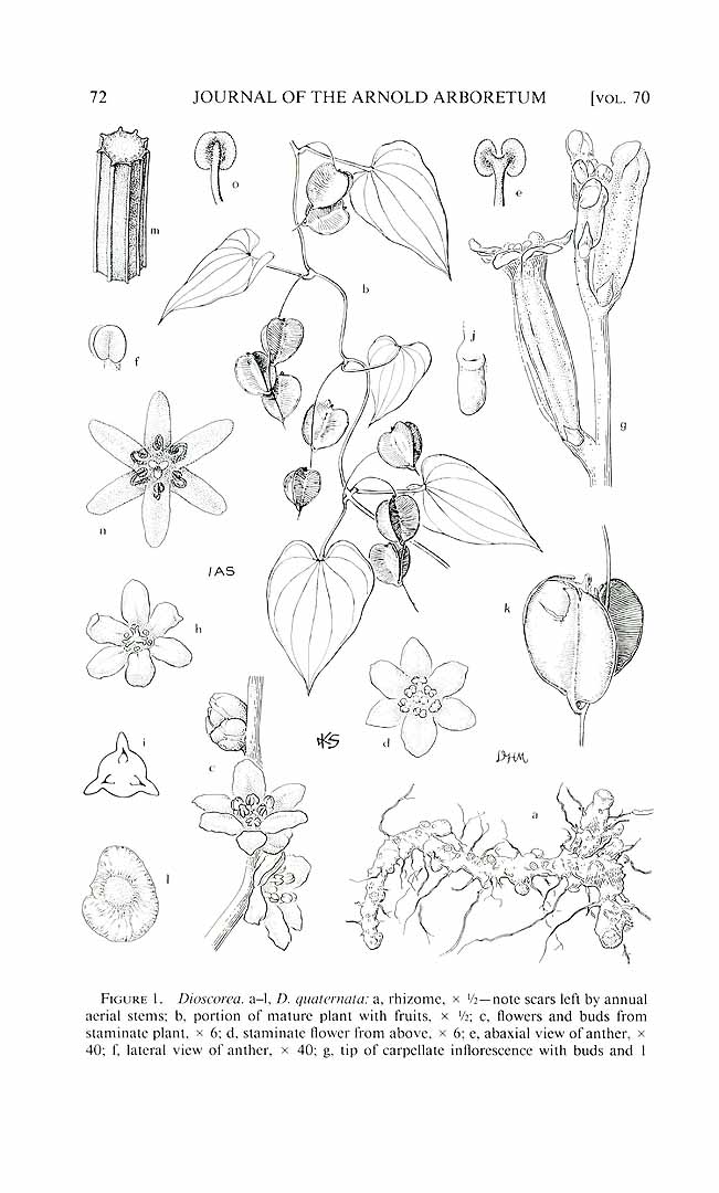 no HD illustration available (m1)