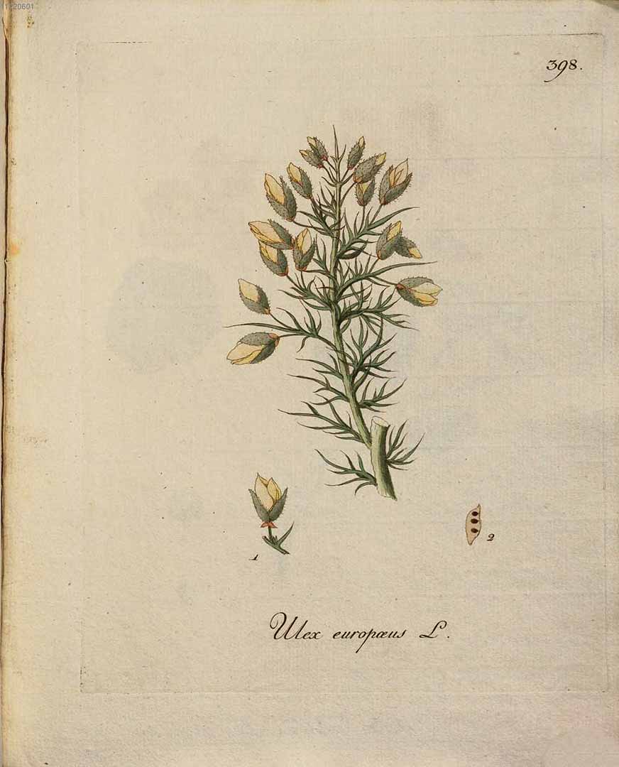 no HD illustration available (m1)