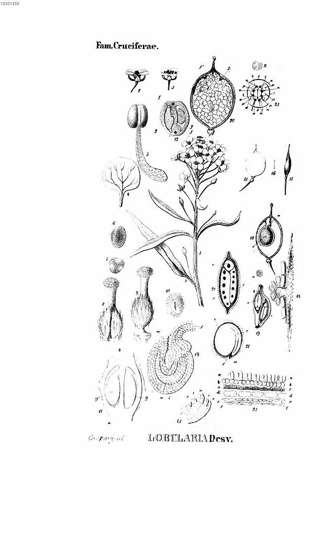 no HD illustration available (m1)