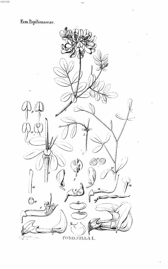 no HD illustration available (m1)