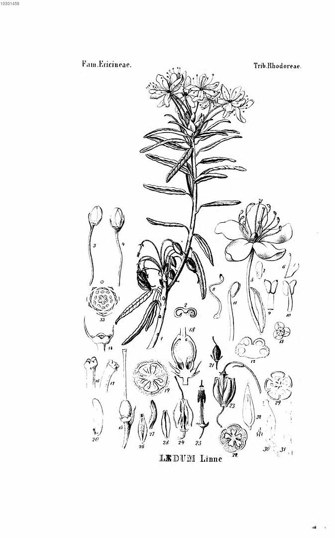 no HD illustration available (m1)
