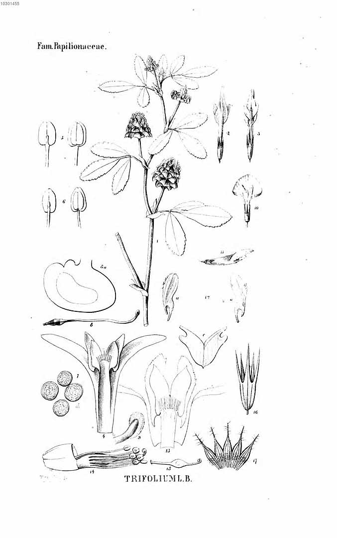 no HD illustration available (m1)