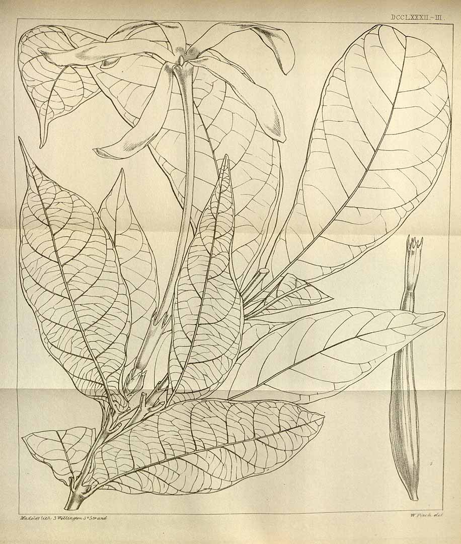 no HD illustration available (m4)