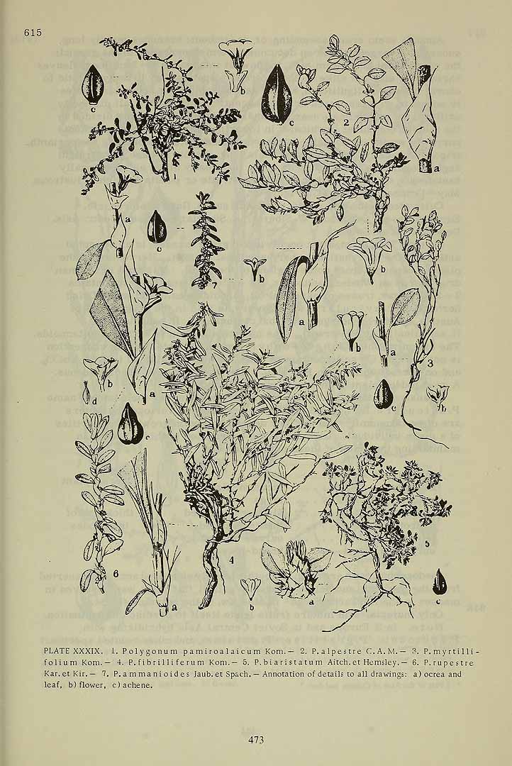 no HD illustration available (m1)