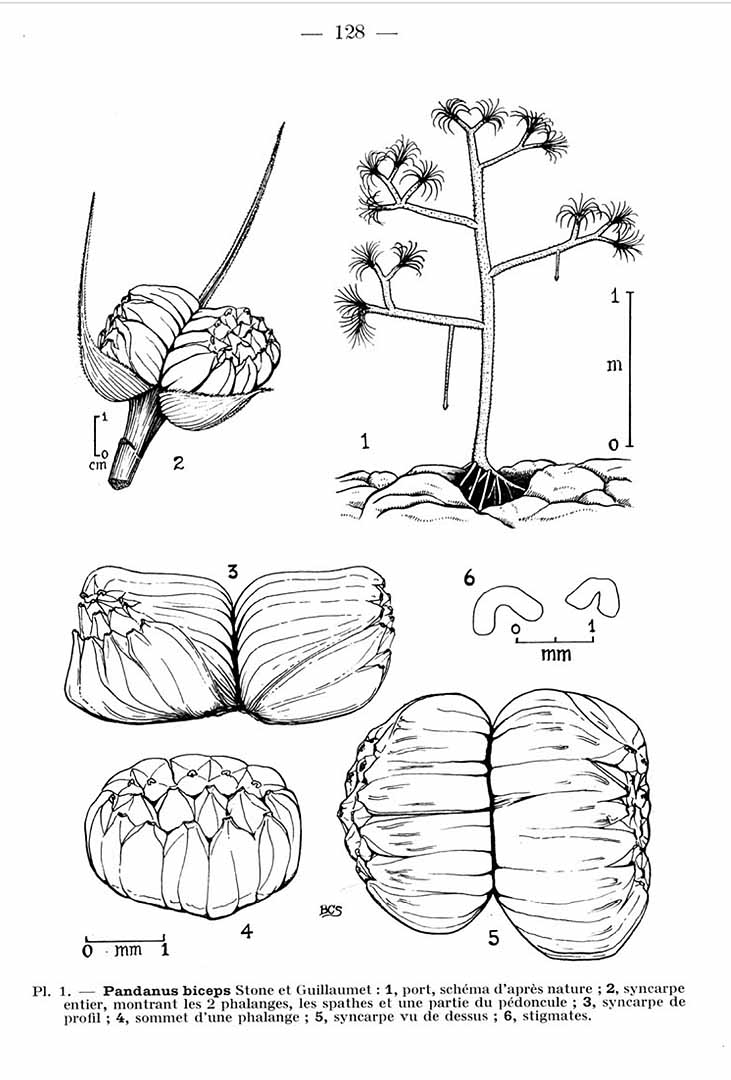 no HD illustration available (m1)