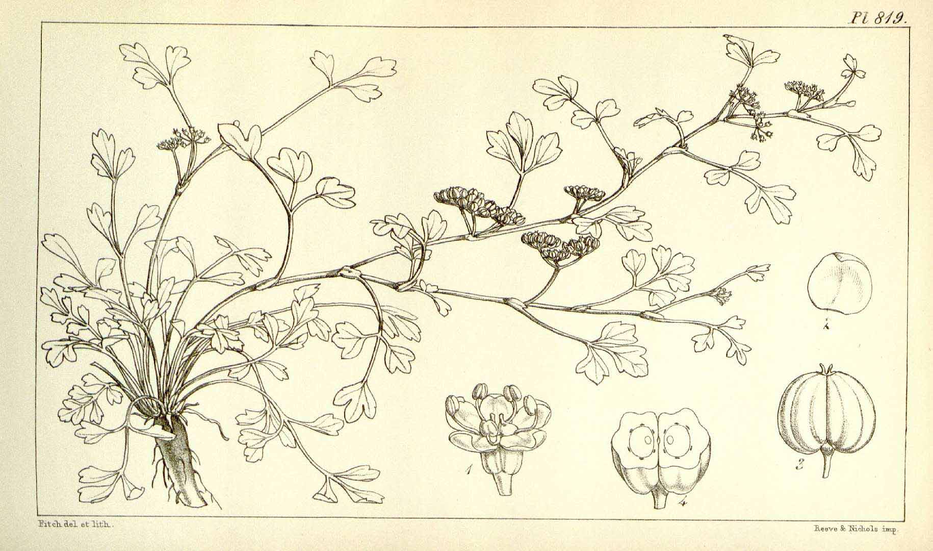 no HD illustration available (m5)
