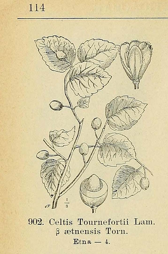 no HD illustration available (m1)